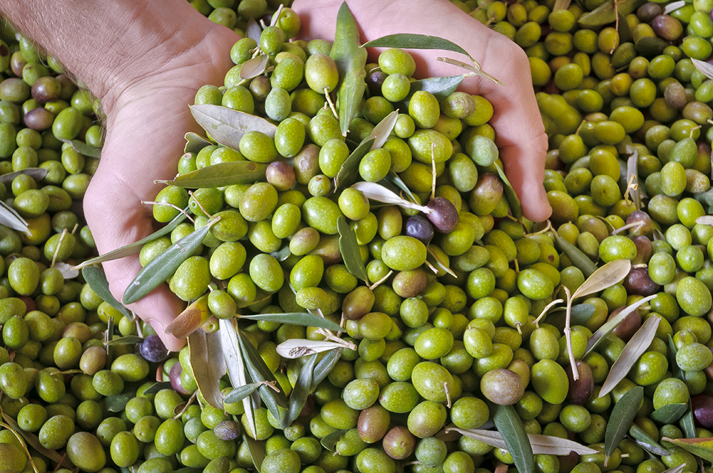 olive nelle mani